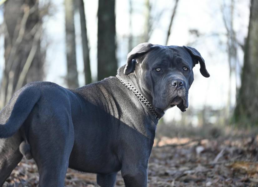 Los Cane Corso son una de las razas más imponentes de perros guardianes