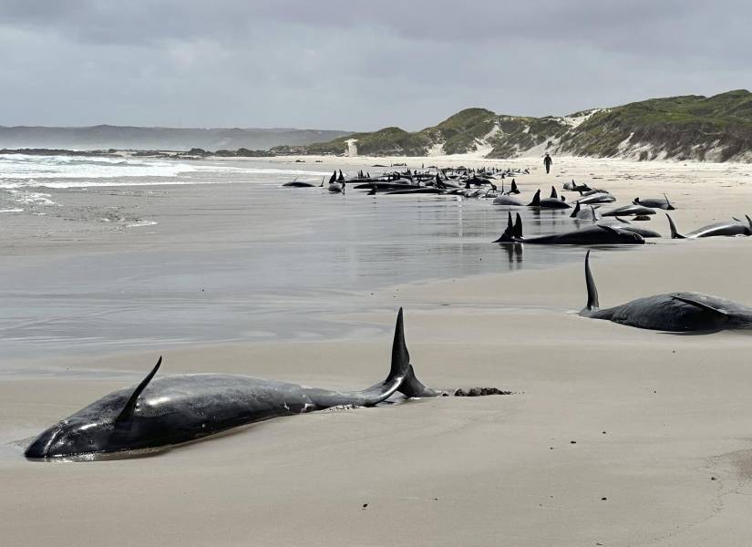 Vista general de un grupo de 157 ballenas varadas cerca del río Arthur en la costa oeste de Tasmania, Australia.