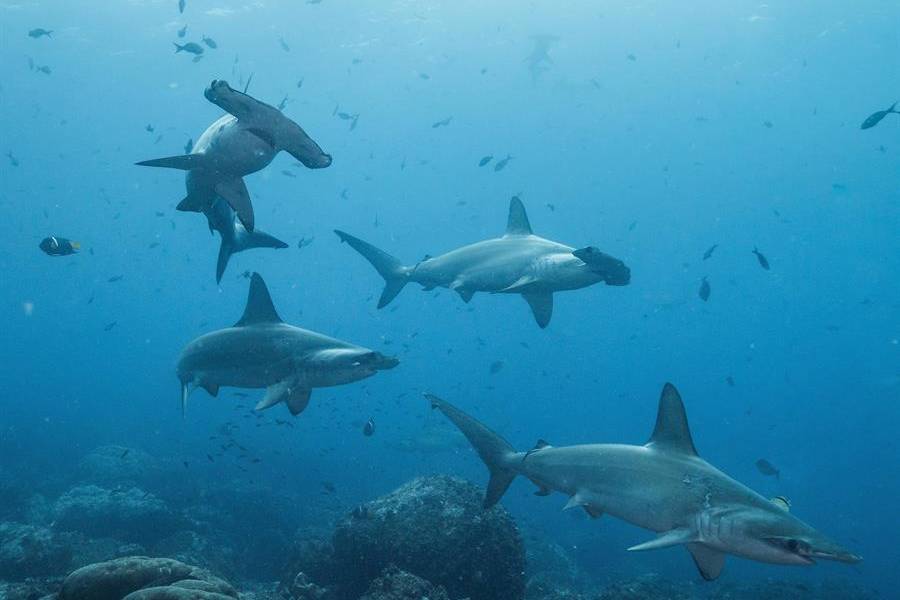 Tiburón viaja 4.000 kilómetros, regresa a Galápagos y no se sabe dónde está