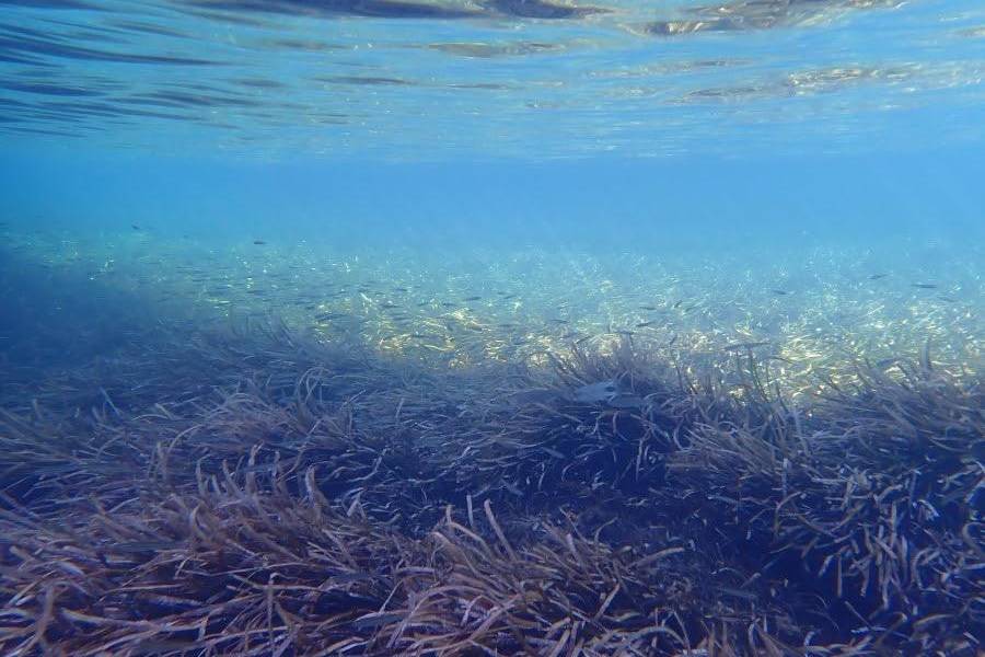 Nuevos niveles de salinidad en el agua ponen en riesgo a más ecosistemas marinos
