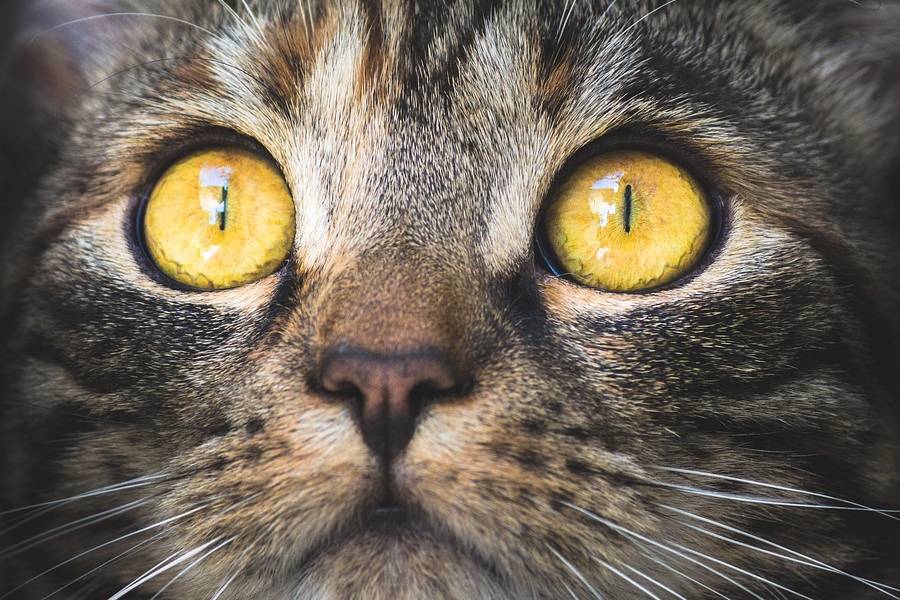 EEUU: Departamento no usará gatos en investigaciones científicas