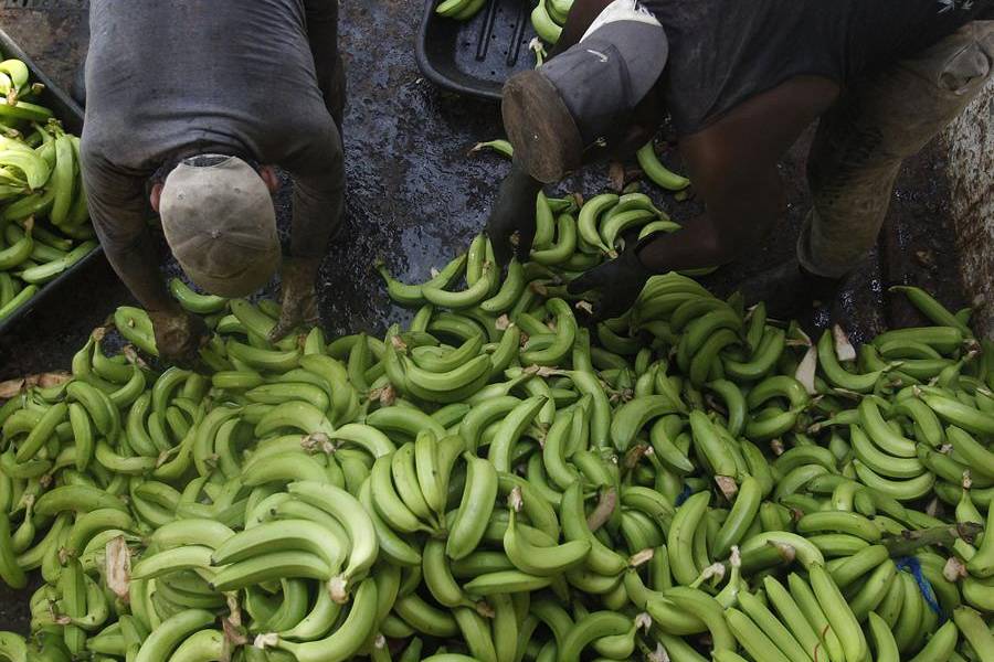 Ecuador en alerta por posible brote de hongo en banano peruano