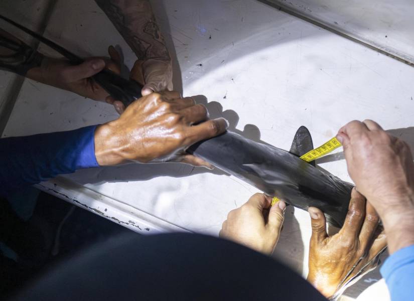 Labores de medición y etiquetamiento de tiburones realizadas en Galápagos.