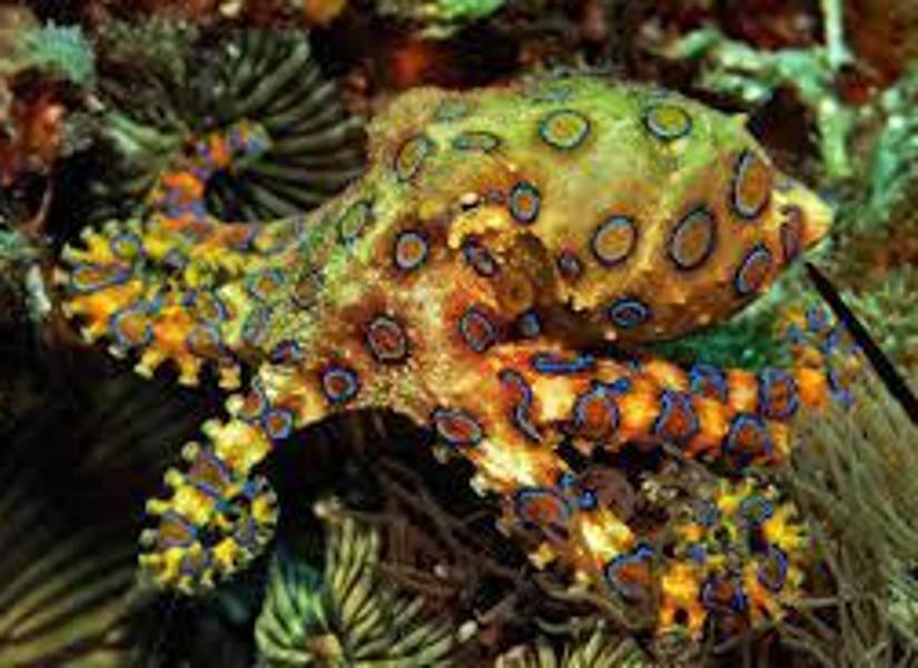 Los pulpos de anillos azules, considerados entre las criaturas marinas más venenosas del planeta.