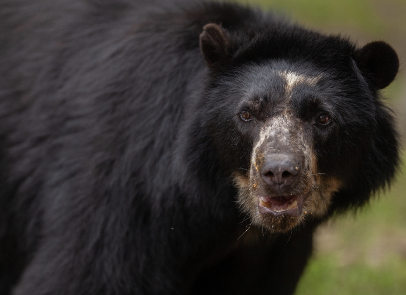 El Oso de Anteojos es uno de los animales insignia del Parque Nacional Podocarpus.