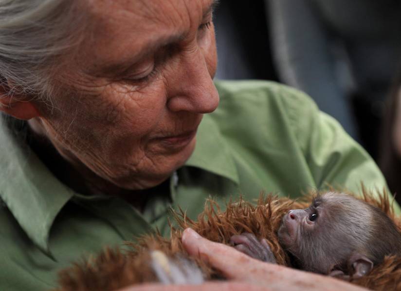 (FILES) British anthropologist and primatologist Jane Goodall