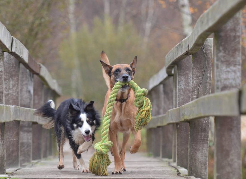 Perro sosteniendo una cuerda color verde y otro can persiguiéndolo.