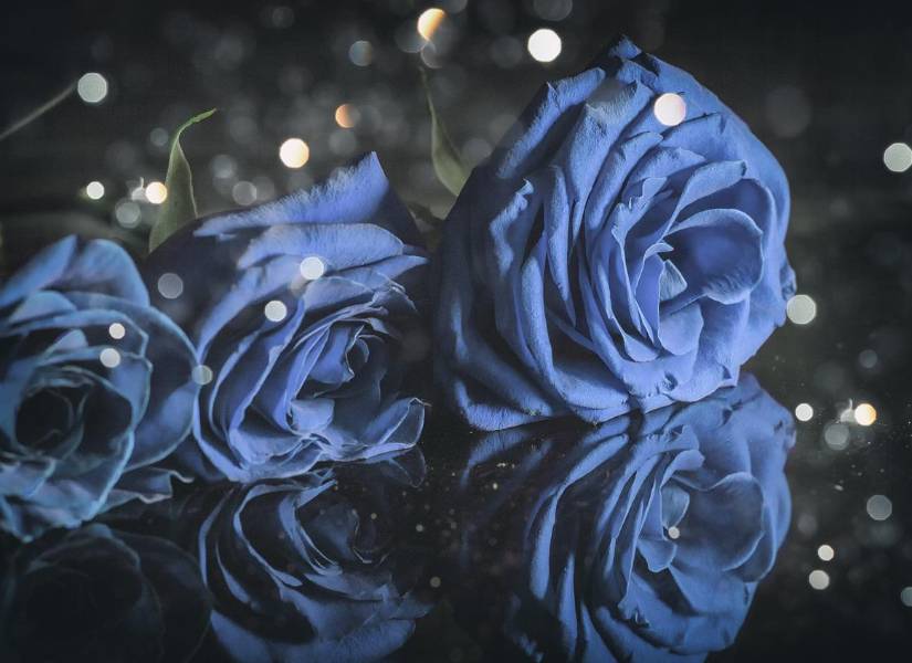 Rosas azules