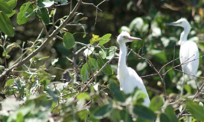 Los manglares tienen varias especies emblemáticas.