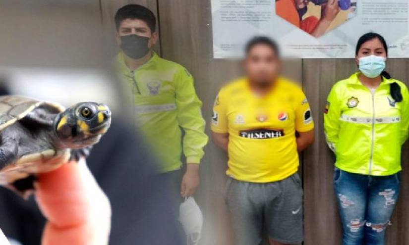 Detienen a hombre en Quito por presunta tenencia ilegal de 16 tortugas