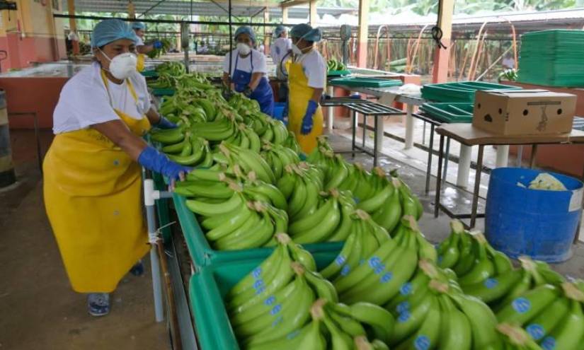 Ecuador exportó 2 934 toneladas de banano entre enero y mayo de 2022.