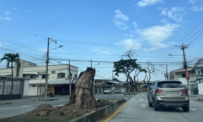 Residentes de las ciudadelas Samanes, Guayacanes y Alborada nuevamente han expresado su preocupación por la tala de árboles robustos en algunas vías principales del norte de Guayaquil.