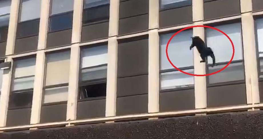 Un gato salta desde la quinta planta de un edificio en llamas y sobrevive