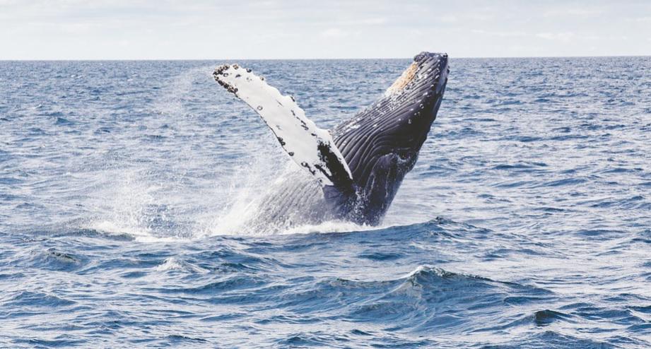 2 ballenas en peligro de extinción 'se abrazan' nadando