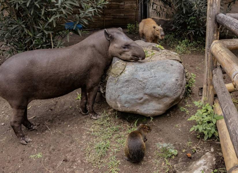 En el recinto destinado originalmente para un tapir, ahora también vive una guatín y una capibara.