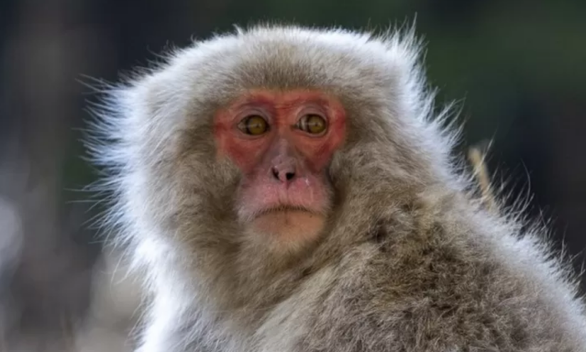 Capturan y matan en Japón a uno de los macacos que aterrorizó un pueblo