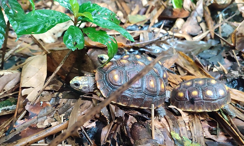 En total, 17 tortugas fueron liberadas.