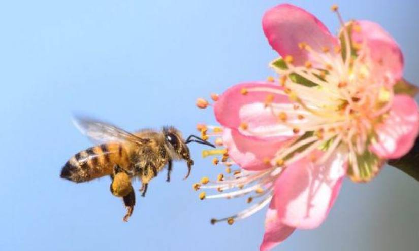 ¿Por qué sería una catástrofe que desaparecieran las abejas y qué puedes hacer tú para evitarlo?