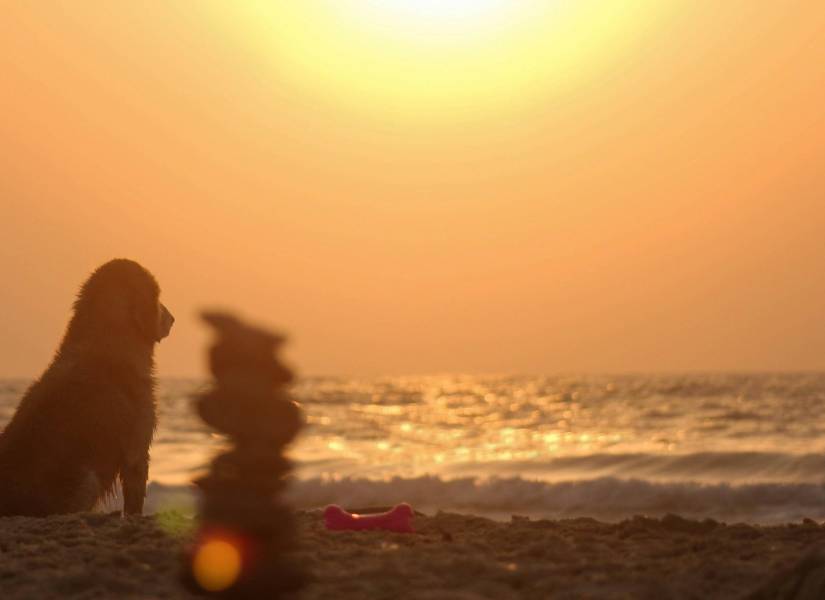 La fresca brisa marina y el sonido de las olas ofrecen un respiro perfecto para los turistas y hasta para las mascotas.