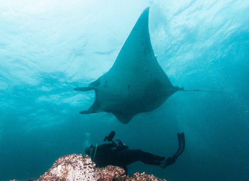 Las manta rayas oceánicas están amenazadas. Desde 2019 forman parte de la lista roja de la Unión Internacional para la Conservación de la Naturaleza (UICN).