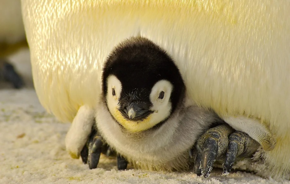 El avistamiento de un pingüino blanco en Galápagos