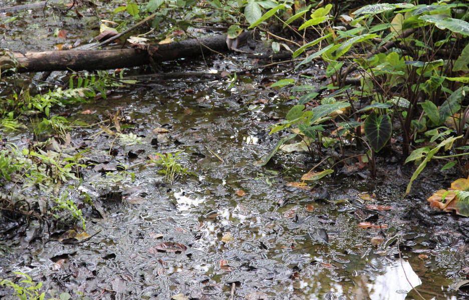 Chevron rechaza acusaciones de contaminación masiva de Ecuador