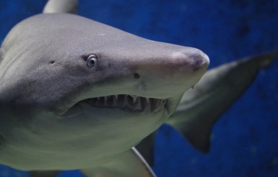 Hombre monta a un tiburón en el mar Rojo