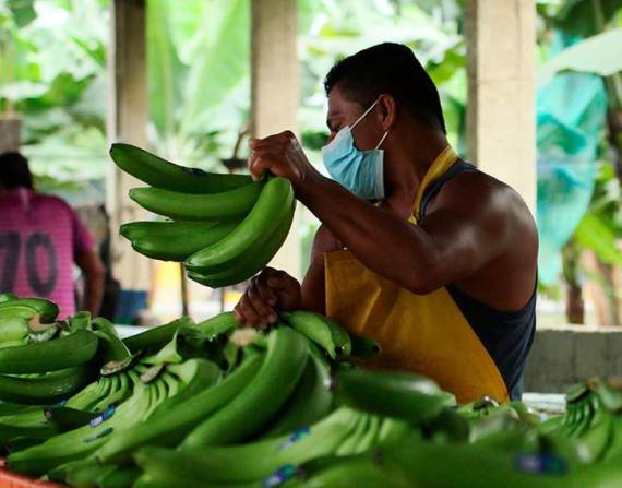 Entre enero y julio de 2023, Ecuador exportó 357.140 toneladas de banano orgánico, según datos del Banco Central.