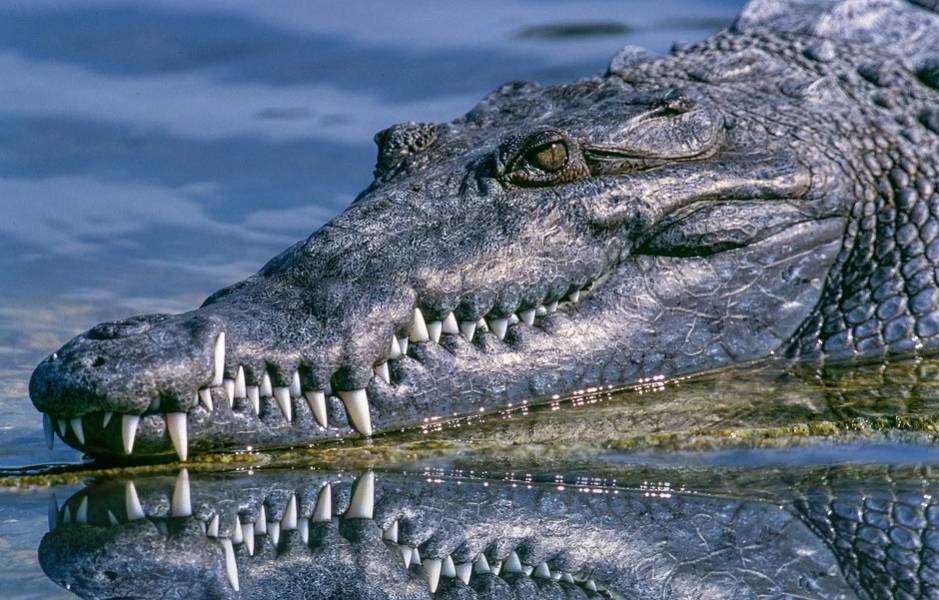 Padre salva a hija de caimán