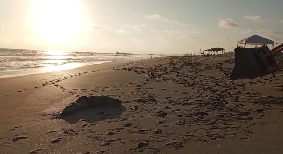 ¿Por qué aparecen más animales muertos en las playas de Santa Elena y Guayas?