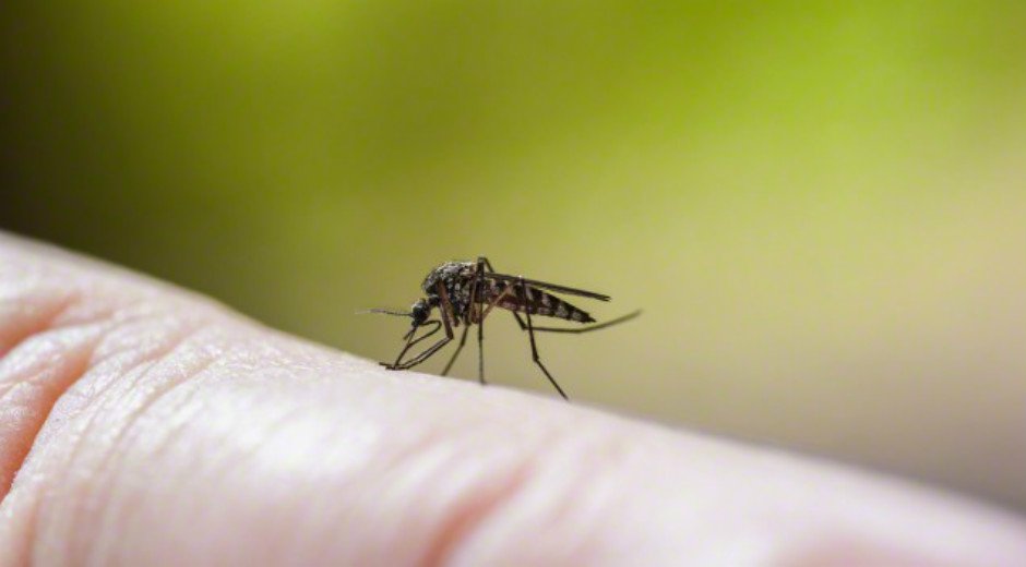 OMS establece unidad especial para combatir el virus Zika