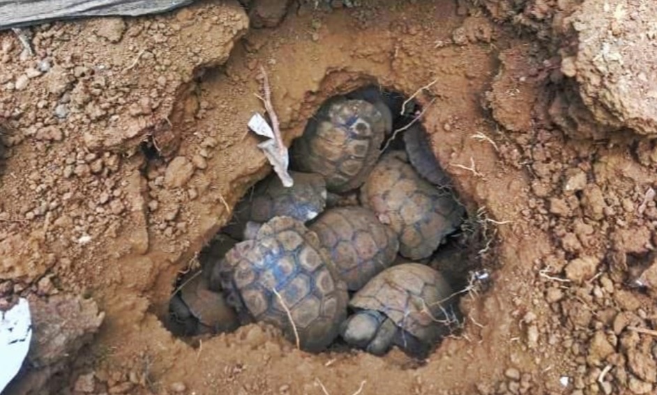 Liberadas 840 crías de tortuga en Galápagos en los dos últimos meses