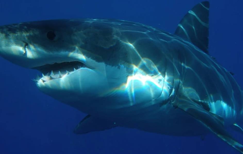 Hombre carga un tiburón en plena calle