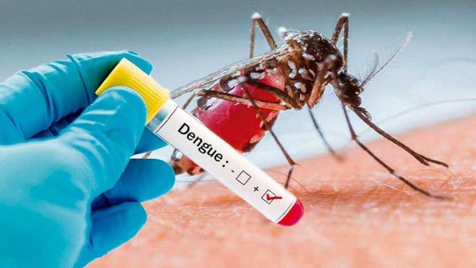 Una bacteria se convierte en la esperanza de la lucha contra el dengue