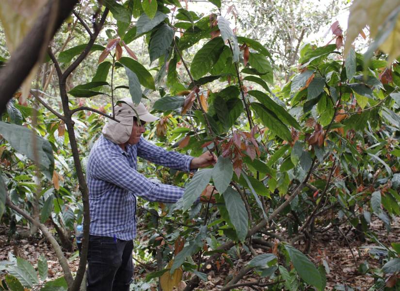 Según cifras del Banco Central del Ecuador (BCE), en 2023 se exportaron 397 000 toneladas de cacao.