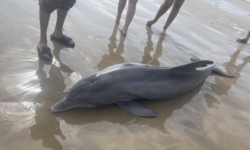 Delfín varado muere luego de ser acosado por bañistas que intentaban nadar con él