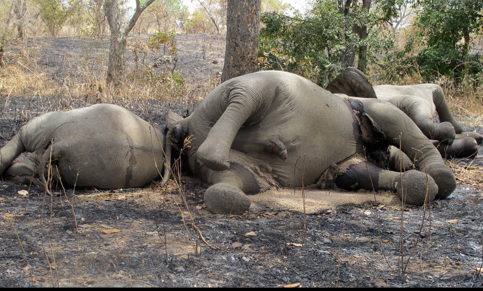 Cazadores furtivos envenenan a 41 elefantes con cianuro