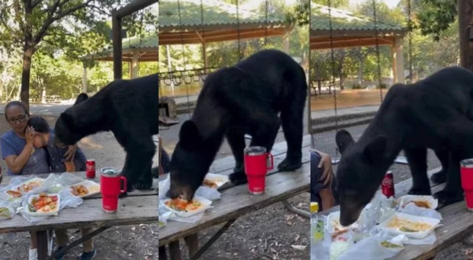 Oso invade picnic familiar en parque de Nuevo León y devora alimentos