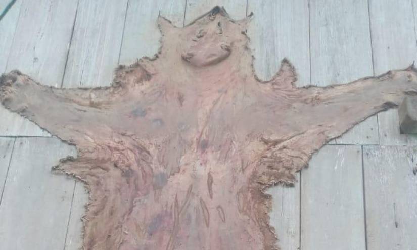 La piel del puma fue hallada en la vivienda de un ciudadano de Huamboya.