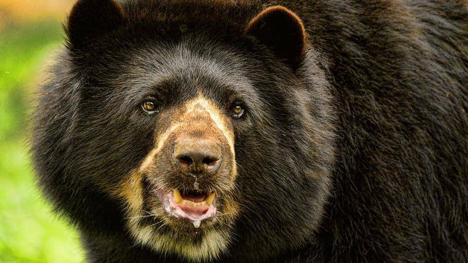 Ratifican importancia de conectar bosques en Ecuador tras avistar oso andino