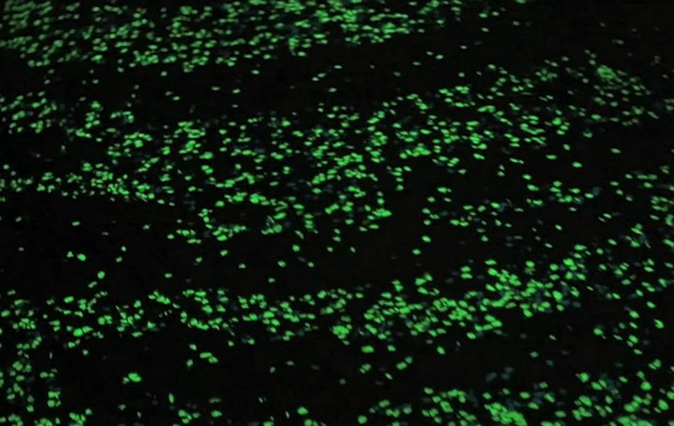 La primera bicisenda que brilla en la oscuridad