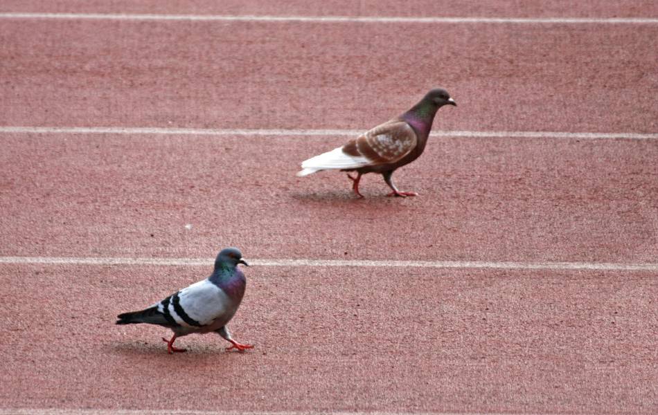 Carreras de abejas vs. palomas y otros singulares deportes victorianos