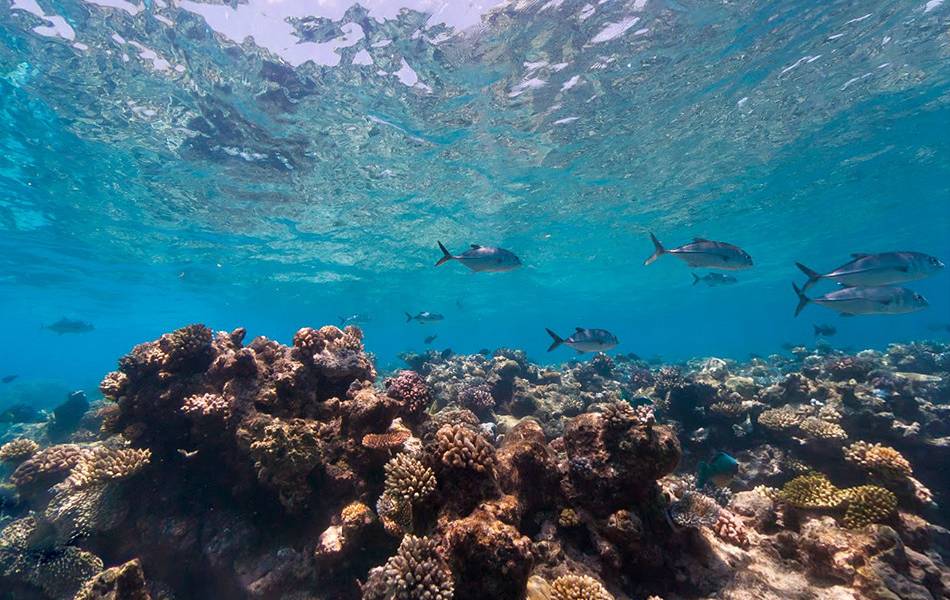 Las impresionantes imágenes submarinas de Google Maps