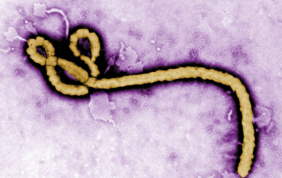 ¿Cómo evitar que el ébola se propague?