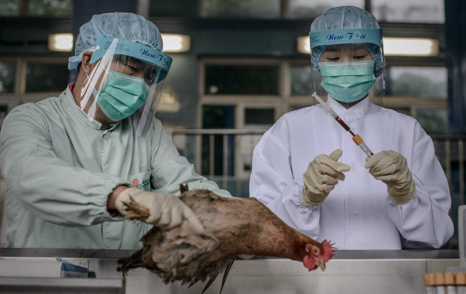 En 1 minuto: ¿qué tipos de gripe aviar existen y cuál son los riesgos?