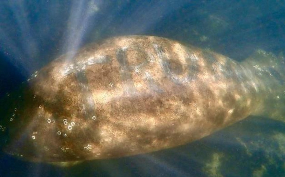 Avistan manatí con palabra &quot;Trump&quot; tallada en el lomo