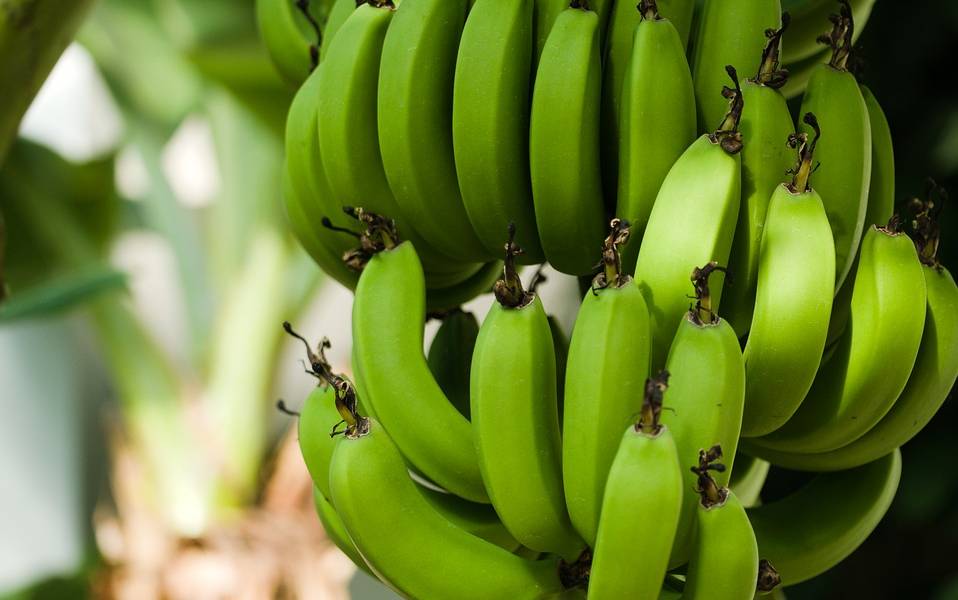Productores bananeros preocupados por plaga