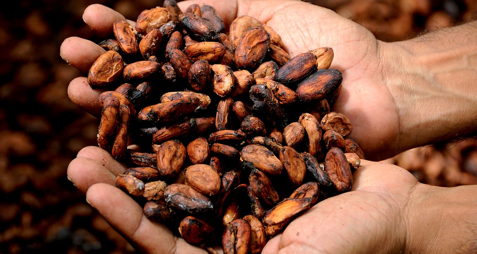 El poder del cacao: 3 beneficios para la salud