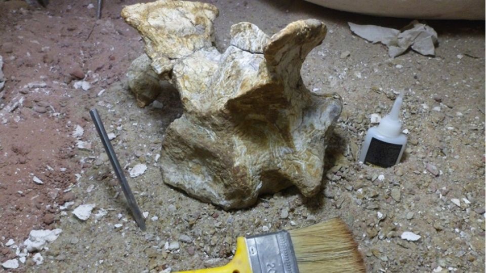 Encuentran en Argentina uno de los dinosaurios más antiguos