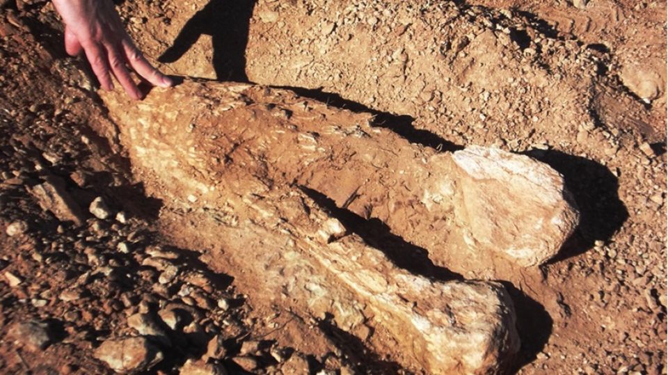 Encuentran en Argentina uno de los dinosaurios más antiguos